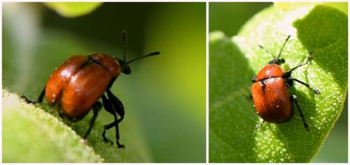 Attelabus nitens